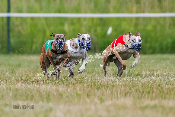 Prg 2, Race 4, Marty, Bogie, Denim, Meatloaf, Blaze, Raz
