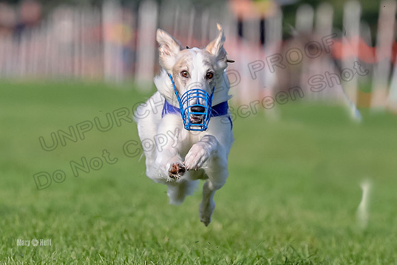 Program 1, Race 11 Joker Ripley Chyna Azuma-6495