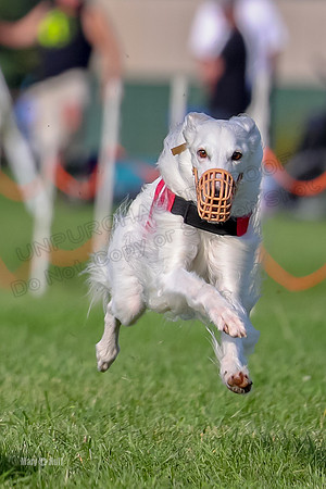 Program 1, Race 11 Joker Ripley Chyna Azuma-6494