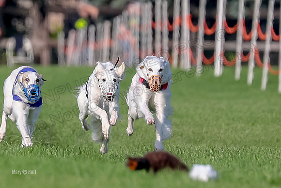 Program 1, Race 11 Joker Ripley Chyna Azuma-6480