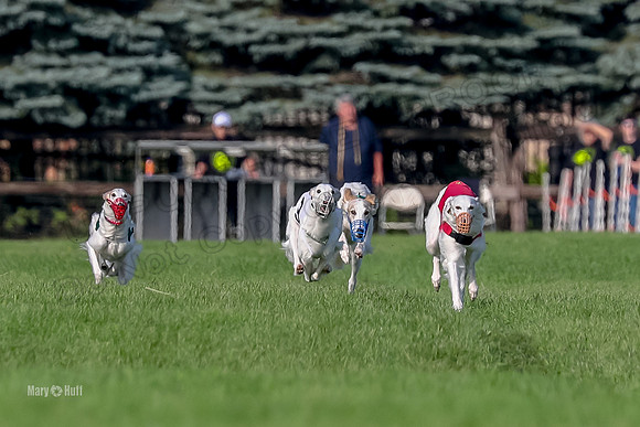 Program 1, Race 11 Joker Ripley Chyna Azuma-6469