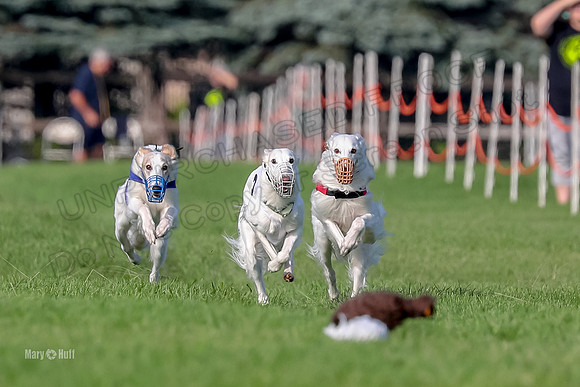 Program 1, Race 11 Joker Ripley Chyna Azuma-6483