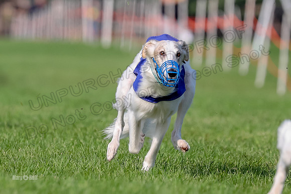 Program 1, Race 11 Joker Ripley Chyna Azuma-6497