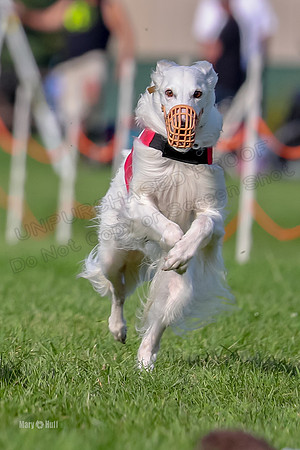 Program 1, Race 11 Joker Ripley Chyna Azuma-6493