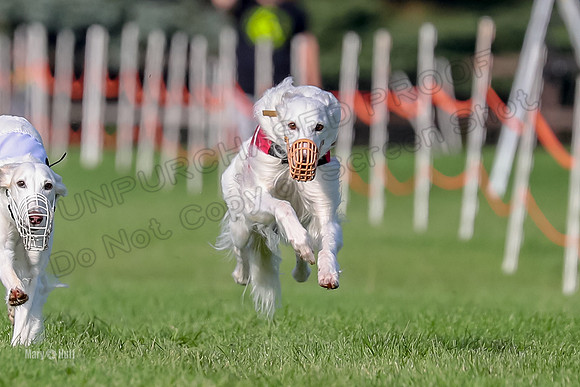 Program 1, Race 11 Joker Ripley Chyna Azuma-6487