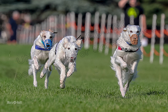 Program 1, Race 11 Joker Ripley Chyna Azuma-6486