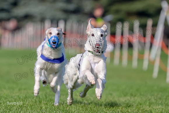 Program 1, Race 11 Joker Ripley Chyna Azuma-6492