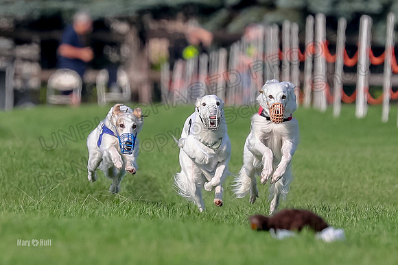 Program 1, Race 11 Joker Ripley Chyna Azuma-6479