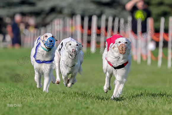 Program 1, Race 11 Joker Ripley Chyna Azuma-6484