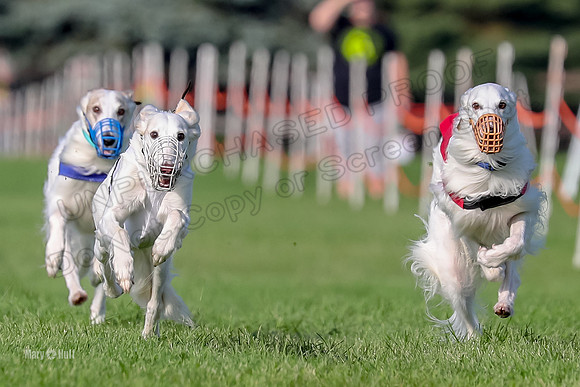 Program 1, Race 11 Joker Ripley Chyna Azuma-6490