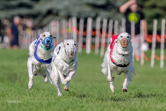 Program 1, Race 11 Joker Ripley Chyna Azuma-6485