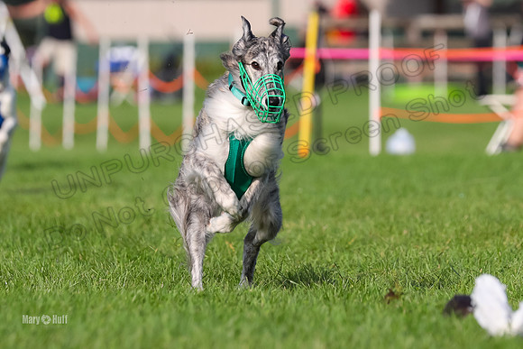 Program 1, Race 7 Midori Kanai Absinthe Zebo-6334