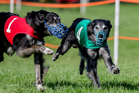 Program 2, Race 1 Match Zip Moonshine Midori-7108