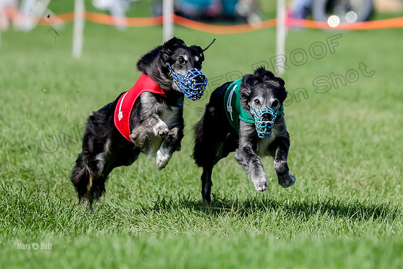Program 2, Race 1 Match Zip Moonshine Midori-7099