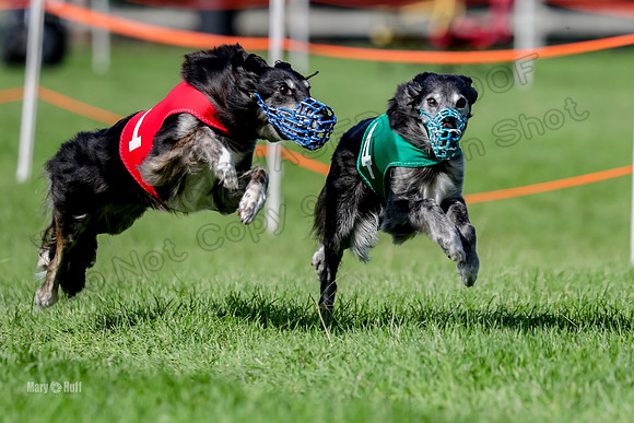 Program 2, Race 1 Match Zip Moonshine Midori-7107