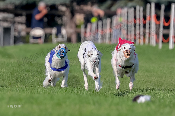 Program 1, Race 11 Joker Ripley Chyna Azuma-6477