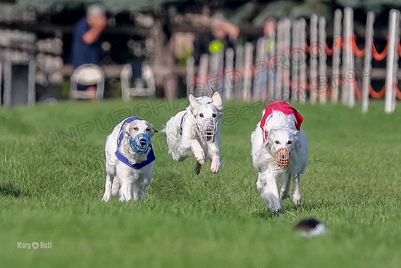 Program 1, Race 11 Joker Ripley Chyna Azuma-6476