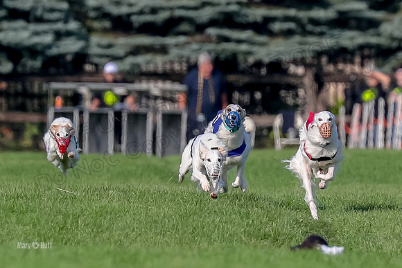 Program 1, Race 11 Joker Ripley Chyna Azuma-6475