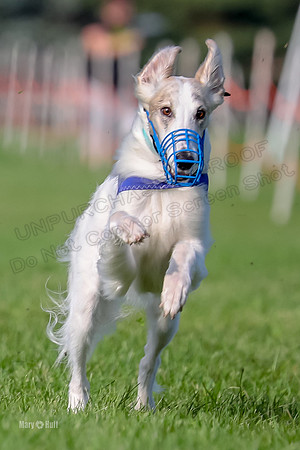 Program 1, Race 11 Joker Ripley Chyna Azuma-6499