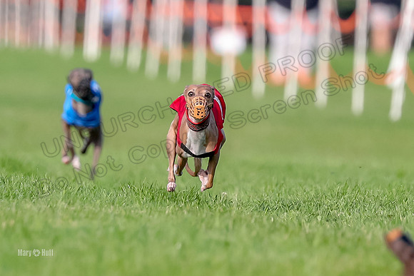 Program 1, Race 6 Zelda Blitzen Dolce-6304