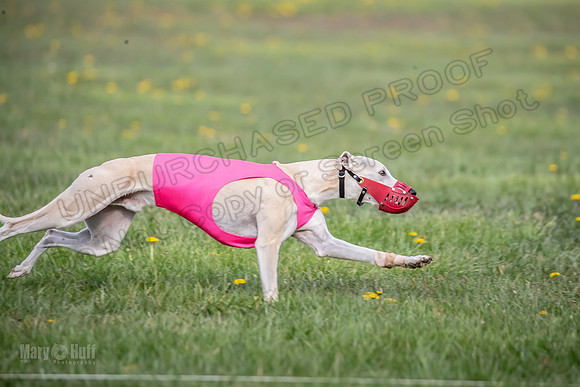 1 Prelim FCh A4 Whisper Zinger-6712