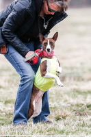 Basenji