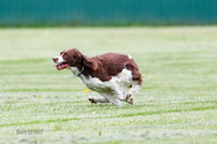 Cat Test 2-0957
