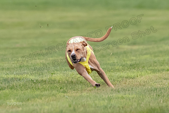 Prelims Zara-0804