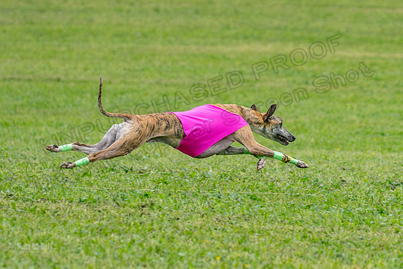 Prelims Open B1, Maverick Checkmate Sparky-3484