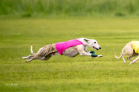 Prelims Fch-Vet 1, Buttercup Wilson-0341