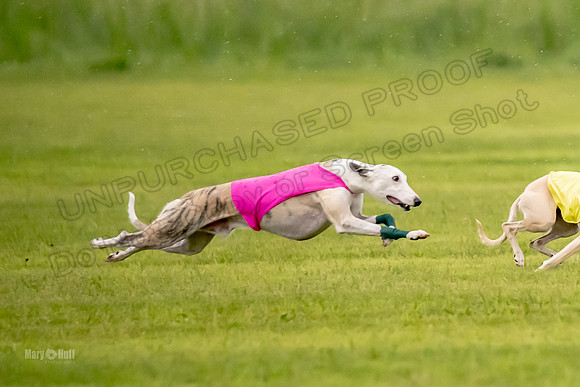 Prelims Fch-Vet 1, Buttercup Wilson-0341