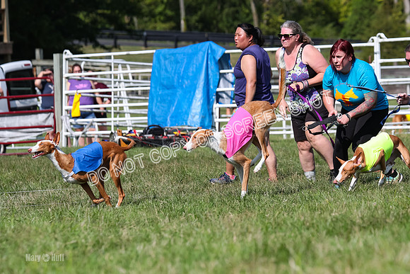 Open Prelim B1, Libby, Rogue, Penny-7746