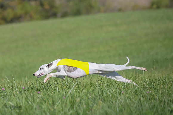 1 Prelims Fch B2 Cooper Prim Treble-9774