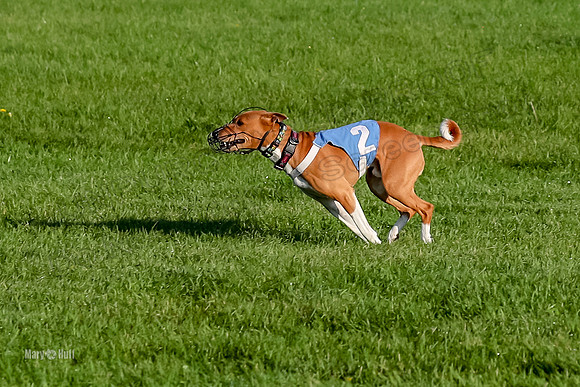 Program 1, Race 2 Ireland Taziri-8436