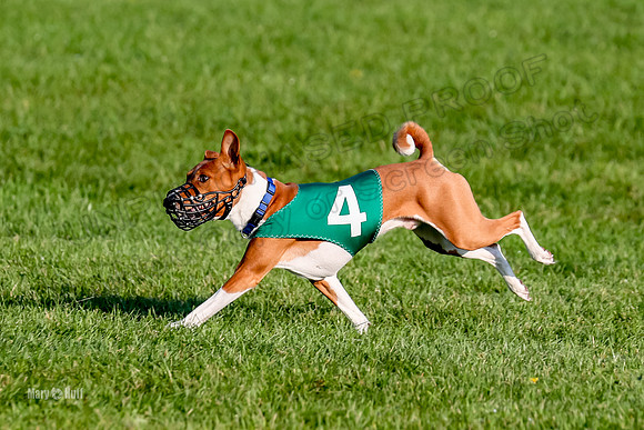 Program 1, Race 4 Kipepeo Jasiri Easton Croce-8502