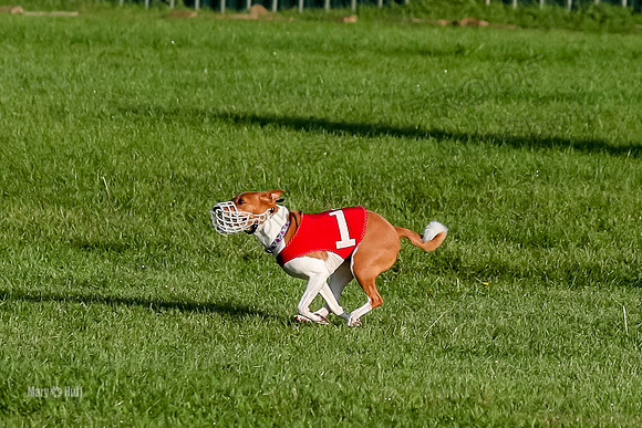 Program 1, Race 2 Ireland Taziri-8446