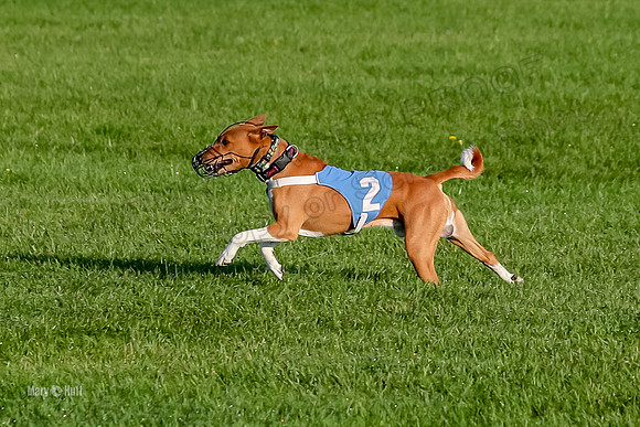 Program 1, Race 2 Ireland Taziri-8438