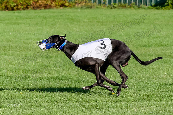 Program 1, Race 12 Magic Apple Percy-8679-2