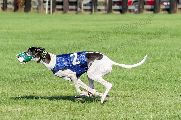Program 1, Race 12 Magic Apple Percy-8683