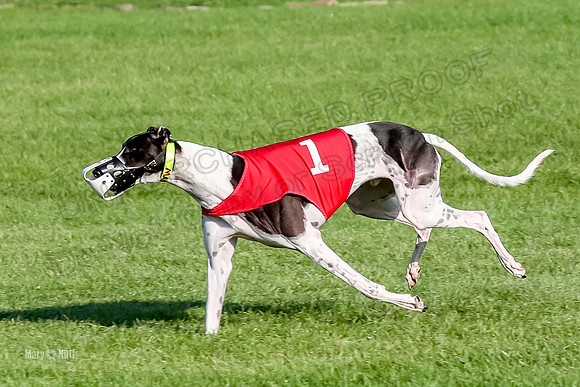 Program 1, Race 12 Magic Apple Percy-8670