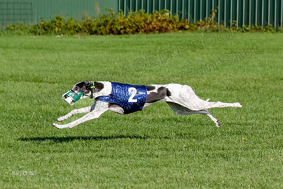 Program 1, Race 12 Magic Apple Percy-8677