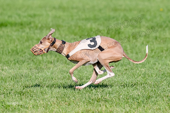 Program 1, Race 10 Coco Zara Zeta Phranc-8806