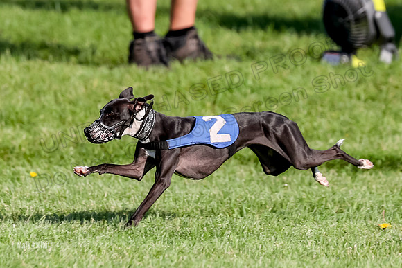 Program 1, Race 10 Coco Zara Zeta Phranc-8796