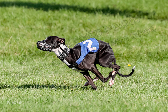 Program 1, Race 10 Coco Zara Zeta Phranc-8797