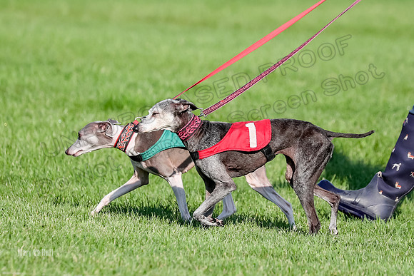 Program 1, Race 10 Coco Zara Zeta Phranc-8795