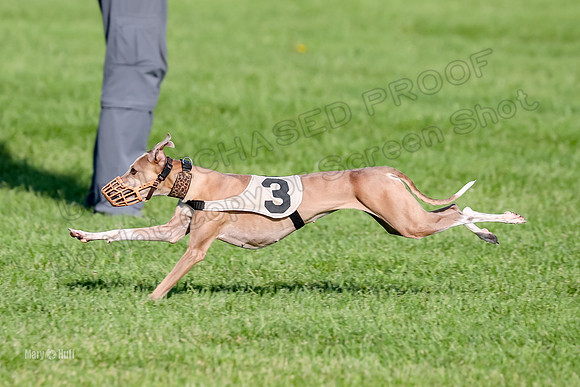 Program 1, Race 10 Coco Zara Zeta Phranc-8804