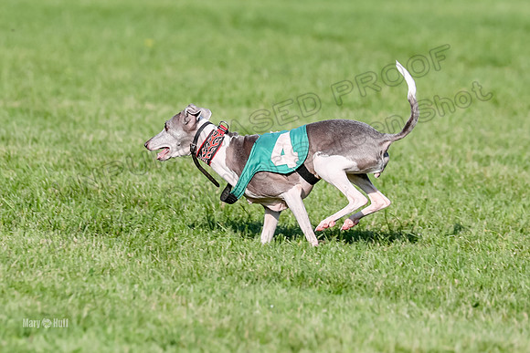 Program 1, Race 10 Coco Zara Zeta Phranc-8810