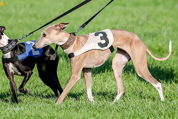 Program 1, Race 10 Coco Zara Zeta Phranc-8790