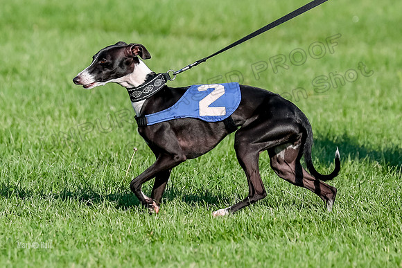 Program 1, Race 10 Coco Zara Zeta Phranc-8785