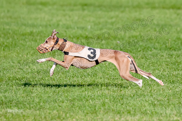 Program 1, Race 10 Coco Zara Zeta Phranc-8803